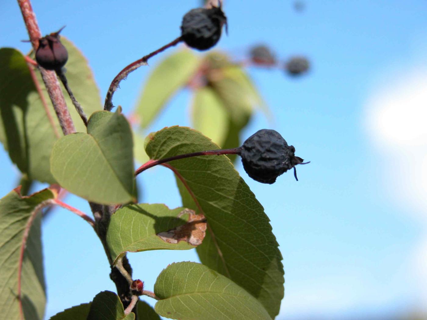 Amelanchier fruit